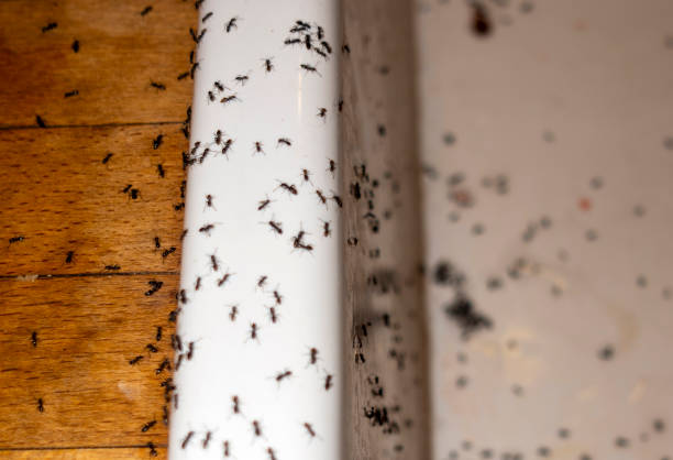 Best Wasp Removal Services  in Belen, NM