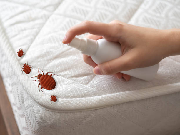 Best Pest Control for Homes  in Belen, NM