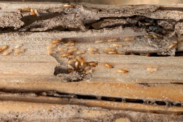Best Commercial Pest Control Services  in Belen, NM