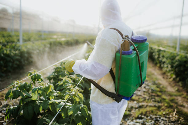 Best Mosquito Control Services  in Belen, NM